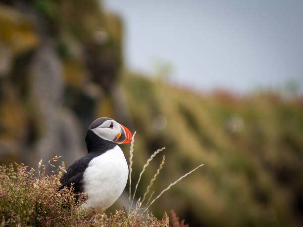 istock 1 a Puffin bird in Iceland 1089259870
