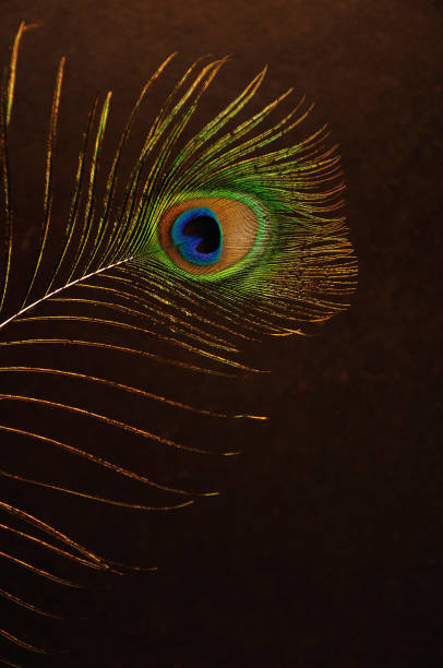 istock A peacock feather isolated against a dark background 1089262714