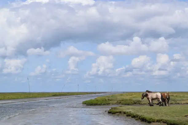 Horses grazing at the Dutch coastline near Noordpolderzijl