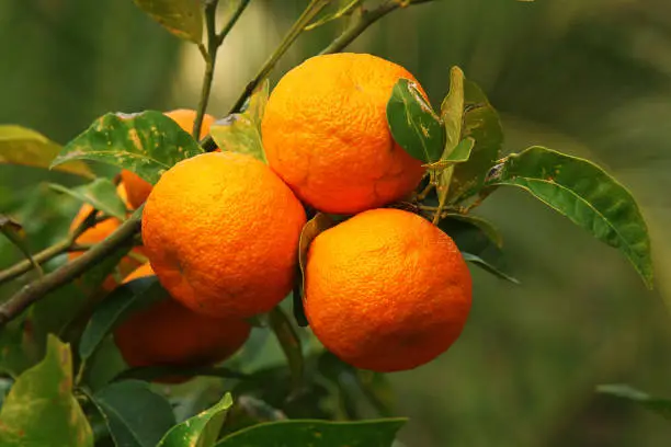Three bitter oranges on the branch with leaves