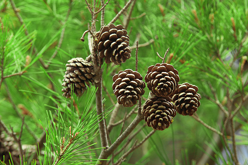 A group of domestic pine cones among the green needles