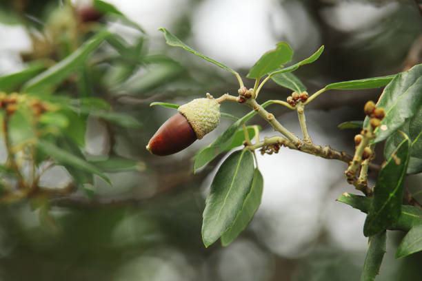 Holm oak branch with evergreen leaves and fruit in the form of a dark acorn