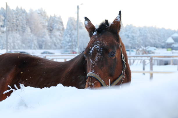 istock Horse in the cage. 1089265340