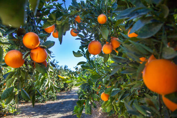 orangenplantage in kalifornien, usa - bewässerungsanlage fotos stock-fotos und bilder