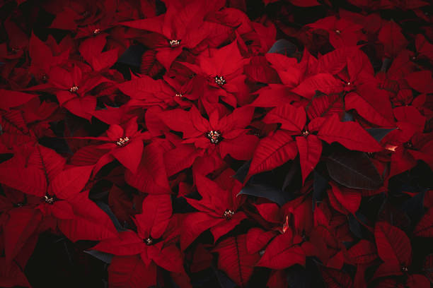 Beautiful bush of poinsettia flowers in red Beautiful bush of poinsettia flowers in red red poinsettia vibrant color flower stock pictures, royalty-free photos & images
