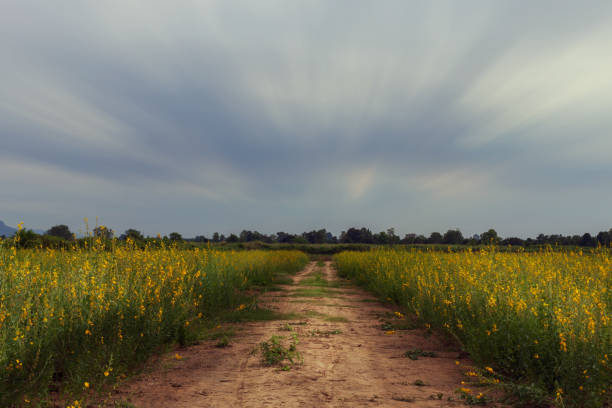 Yellow flower of Crotalaria juncea in agriculture farm