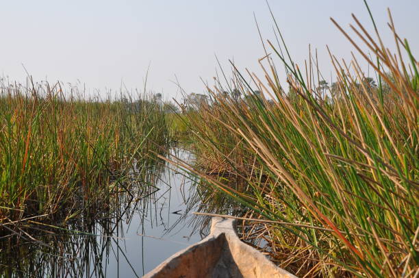 istock Mokoro boat trip in the Okavango Delta 1089269282