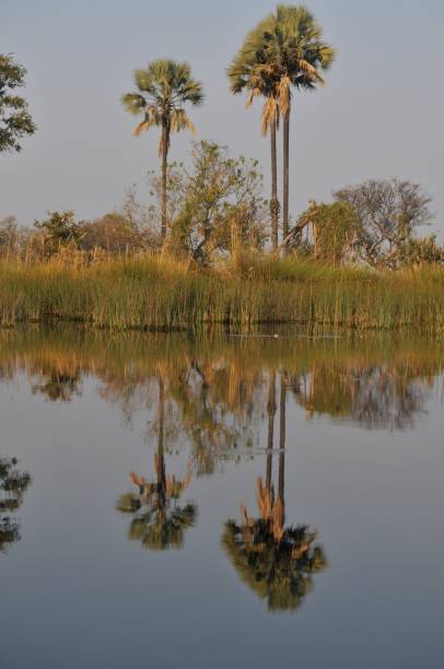 istock Bright landscape view of Okavango Delta, Botswana 1089269366