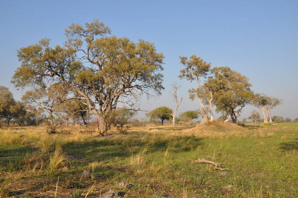 istock Bright landscape view of Okavango Delta, Botswana 1089269522