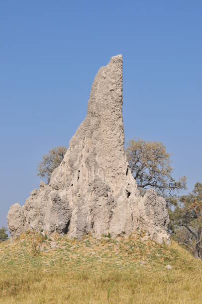 Termite mound in the National Park, Botswana