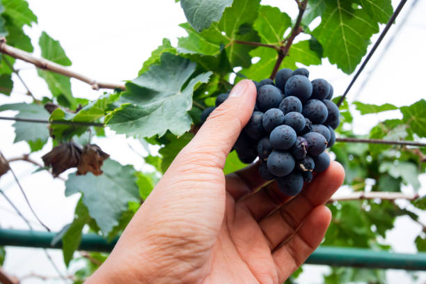 istock Branch of blue grapes on vine in vineyard 1089273122