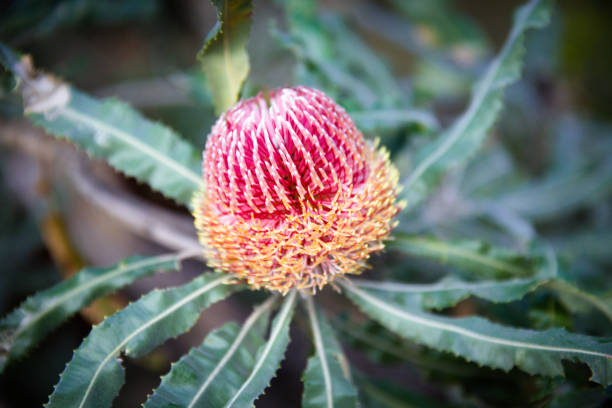 Australia Banksia Flower