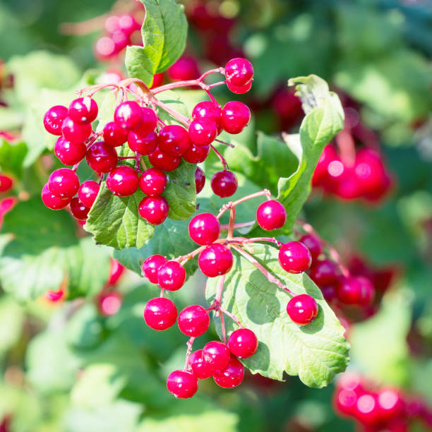 istock Bunches of viburnum on a Bush 1089275146