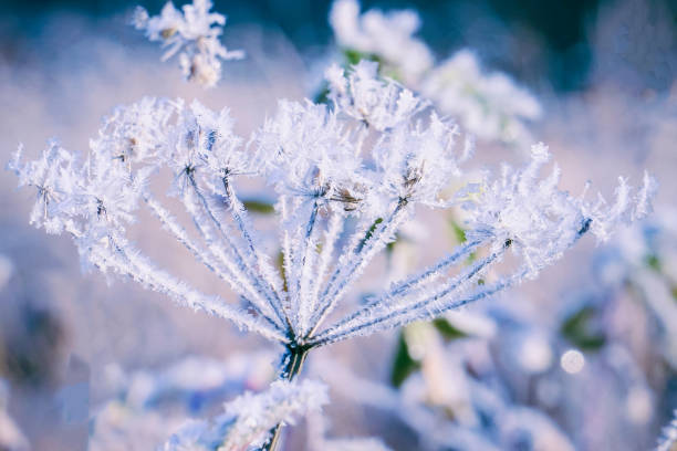 istock The beautiful Inflorescences covered with hoarfrost and small ice 1089275170