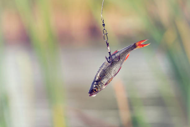 istock Live bait for pike fishing 1089275198