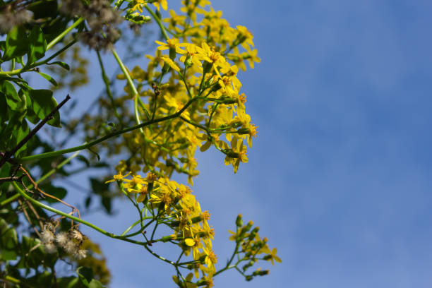 istock yellow flowers growing on a bush 1089276686