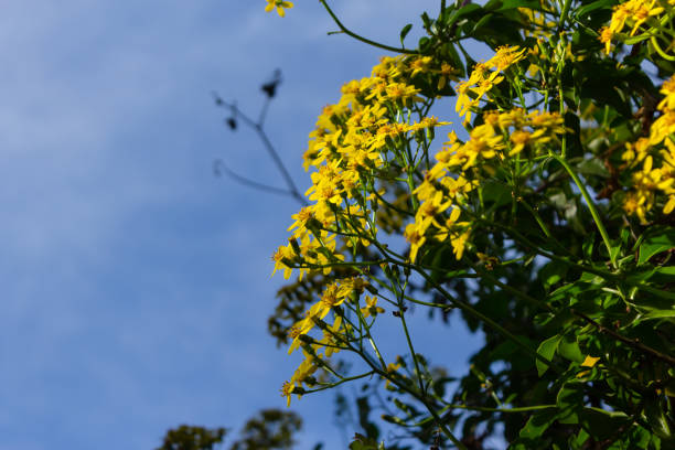 istock yellow flowers growing on a bush 1089276762