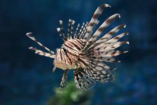 The red lionfish (Pterois volitans) in natural habitat