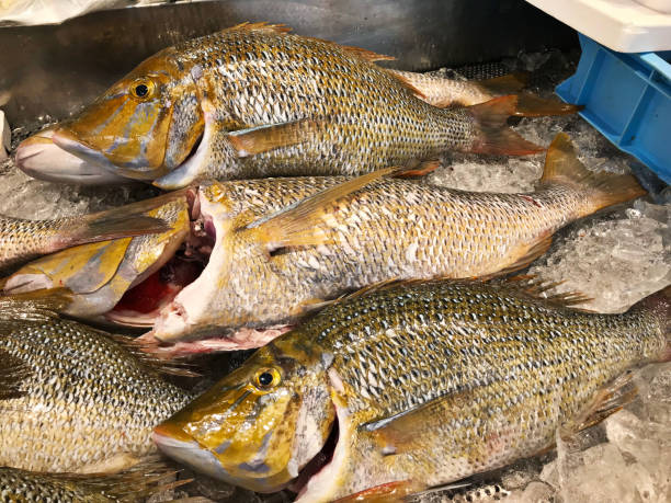 istock Lethrinus nebulosus or Spangled emperor or Green snapper or North-west snapper or Sand bream or Sand snapper or Yellow sweetlip in a fish market of Okinawa, Japan. 1089277640