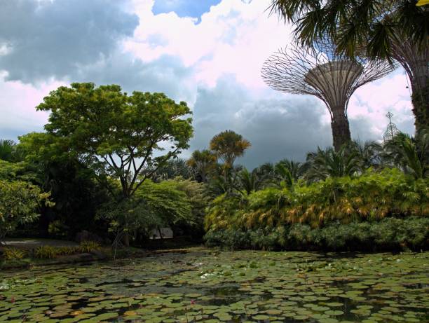 istock Singapore Park with trees and exotic flowers 1089280136