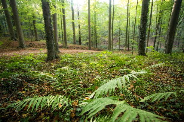 лес халлербос - forest of halle стоковые фото и изображения