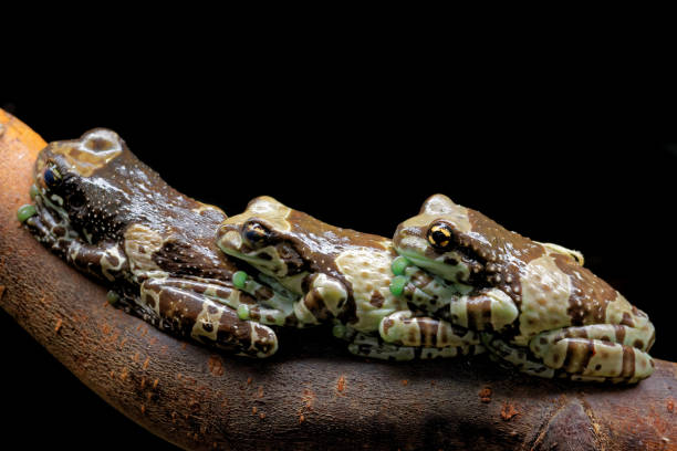 istock Mission golden-eyed tree frog 1089283862