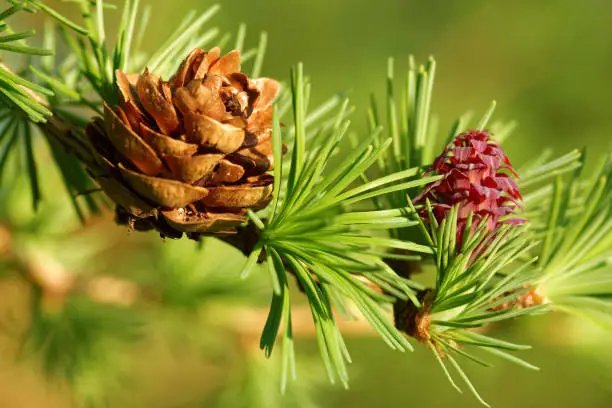 Old and young ovulate cones of larch tree in spring, beginning of May.