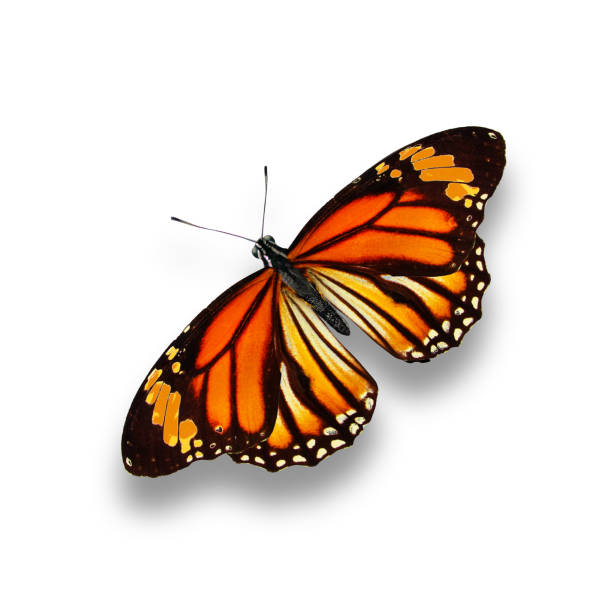 istock beautiful flying orange butterfly with shadow isolated on white background 1089284184