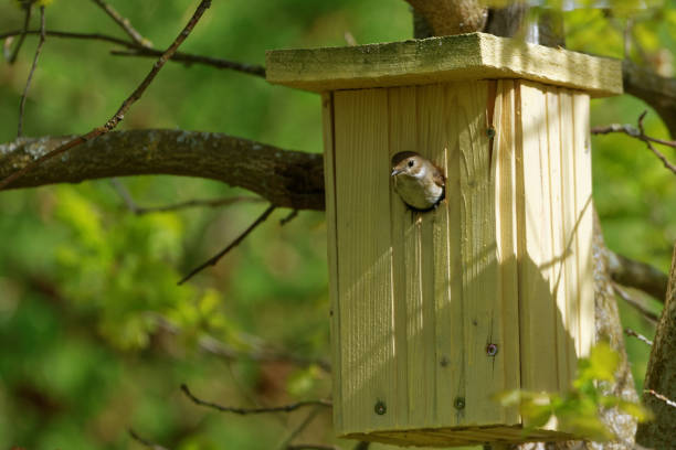 istock European pied flycatcher, female 1089284248