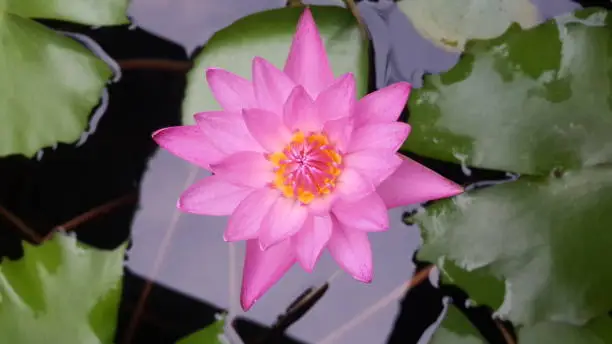 Pink lotus in the middle of the fish basin