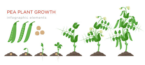 Pea plant growth stages infographic elements in flat design. Planting process of peas from seeds sprout to ripe vegetable, plant life cycle isolated on white background, vector stock illustration. Pea plant growth stages infographic elements in flat design. Planting process of peas from seeds sprout to ripe vegetable, plant life cycle isolated on white background, vector stock illustration plant root growth cultivated stock illustrations