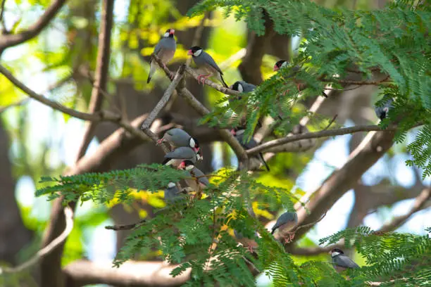 Photo of Java sparrow or Java finch perching on a branch