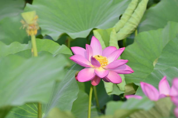 istock Blooming lotus flowers in the park 1089287856