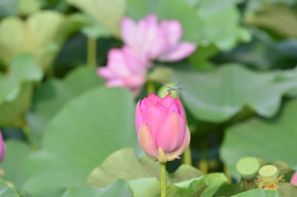istock Blooming lotus flowers in the park 1089287886