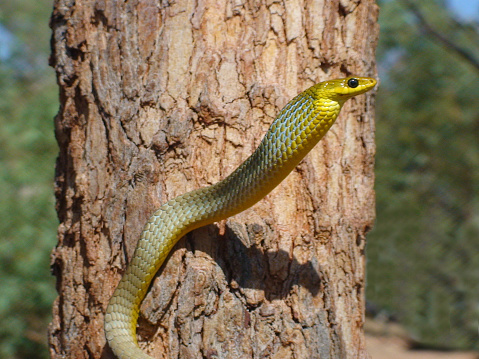 An Australian Queensland beauty, fortunately harmless.\nAggressive \