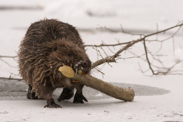 istock Beaver / Castor fiber 1089294618