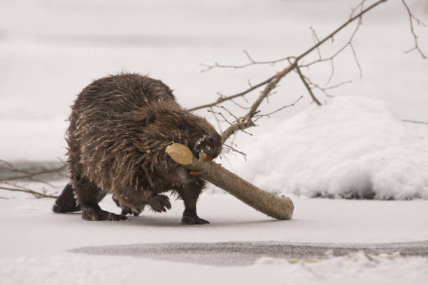 istock Beaver / Castor fiber 1089295078