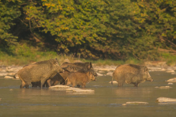 istock Wild Boar (Sus scrofa) in the San river. Bieszczady Mountains. Poland 1089297214