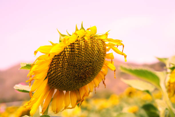 Wilted dry sunflowers in field. No people are seen in frame. Selective focus on small group of flowers. Shot with a full frame DSLR camera.