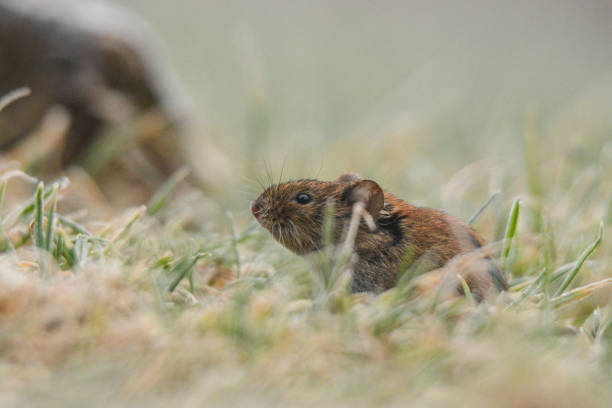 istock Bank Vole / Myodes glareolus 1089297476