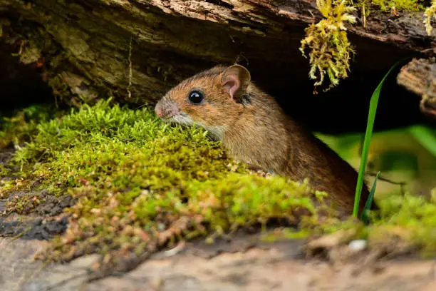 Photo of Yellow-necked Mouse / Apodemus flavicollis