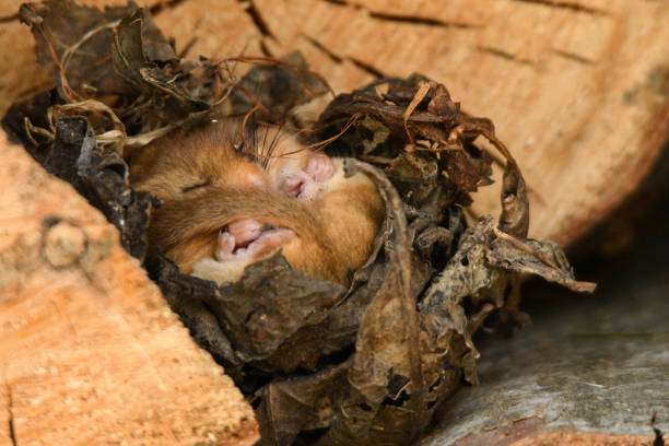Hazel Dormouse / Muscardinus avellanarius