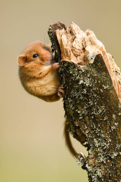 hazel dormouse / muscardinus avellanarius - haselmaus stock-fotos und bilder