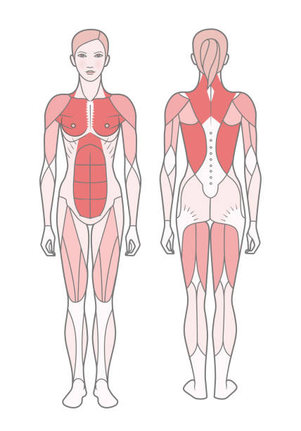 여자, 기본 훈련을 받은 근육의 체계의 그림. - latissimus dorsi illustrations stock illustrations