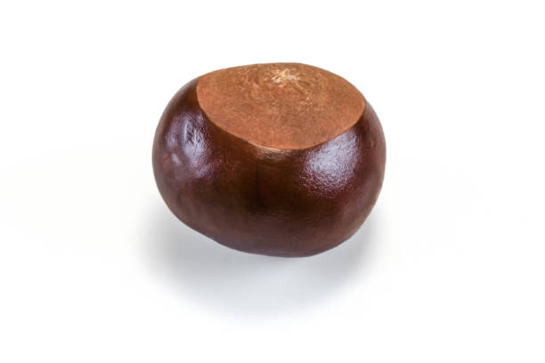 istock Horse chestnut (Aesculus hippocastanum) fruit isolated on white background 1089300588