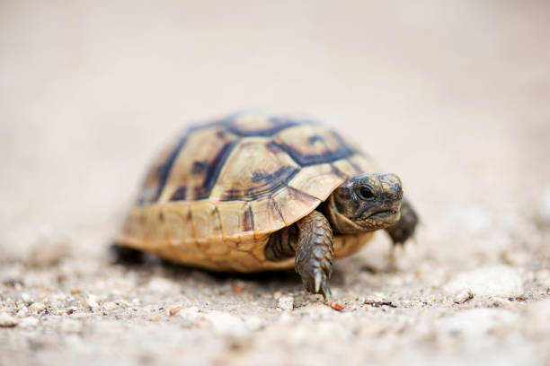 Tortoises... Tortoises are a family, Testudinidae. Testudinidae is a family under the order Testudines and suborder Cryptodira.