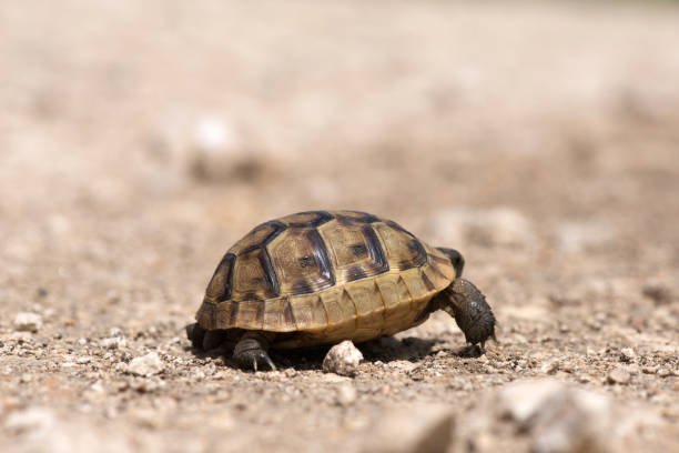 istock Close up of a young Greek turtle in its natural environment - macro, selective focus, space for text 1089301784