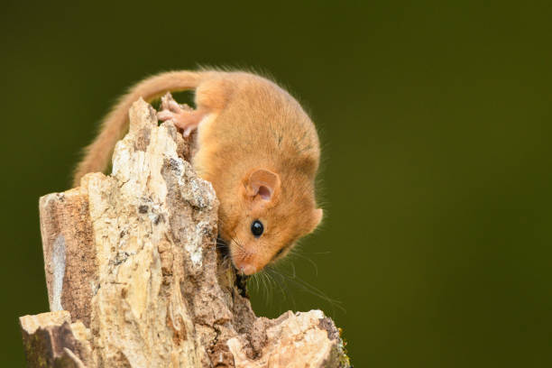 istock Hazel Dormouse / Muscardinus avellanarius 1089302914
