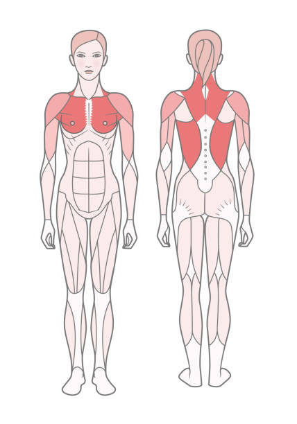 illustrazioni stock, clip art, cartoni animati e icone di tendenza di figura della donna, lo schema dei muscoli addestrati di base. - latissimus dorsi illustrations