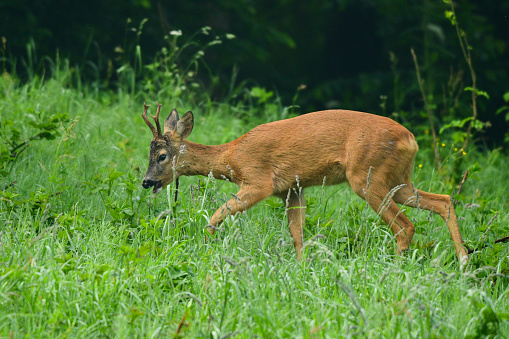 Beautiful natural background with an animal in the forest